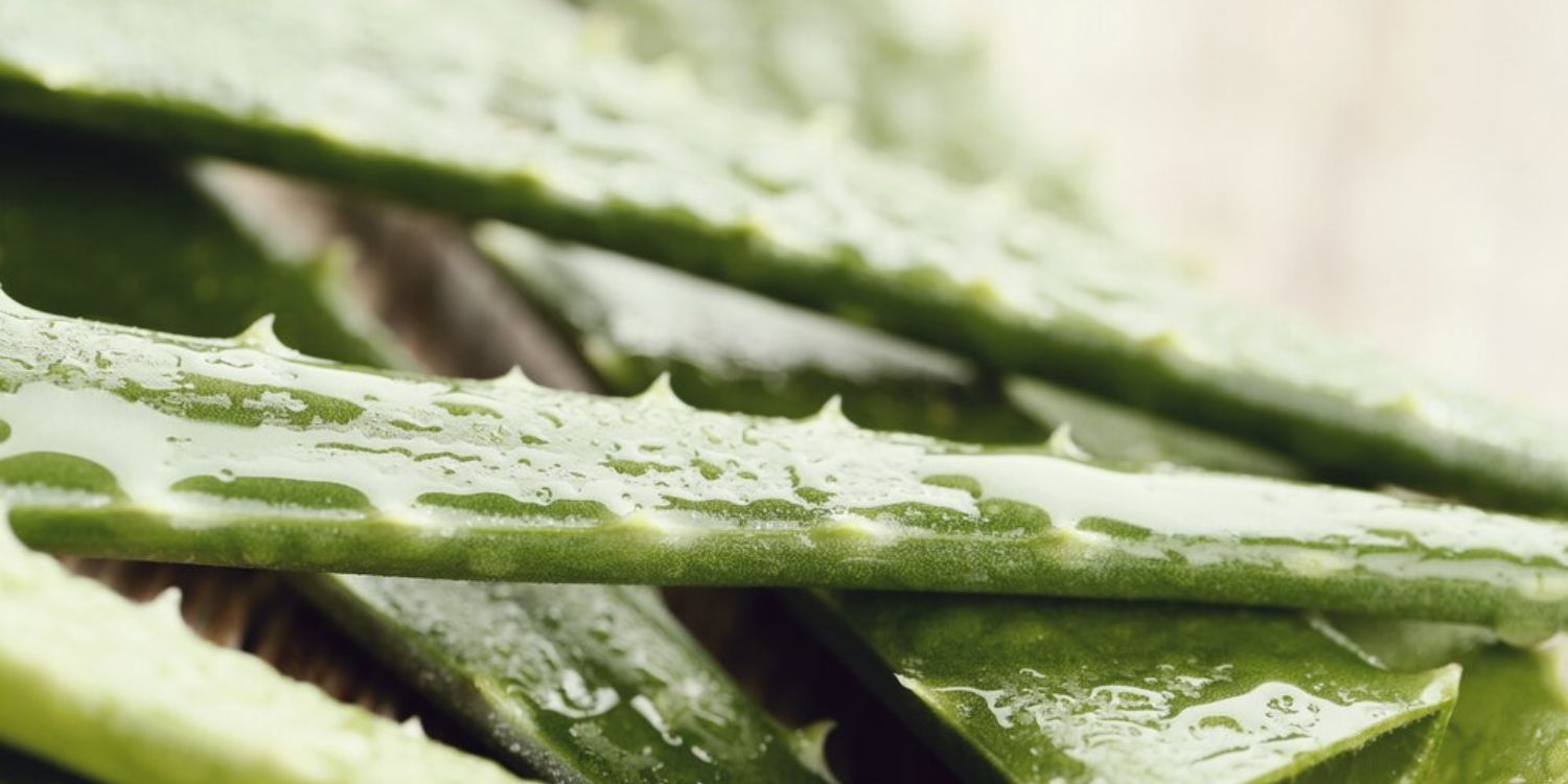 aloe vera deutschland Aloe vera Blatt frisch frisch geliefert main image 1